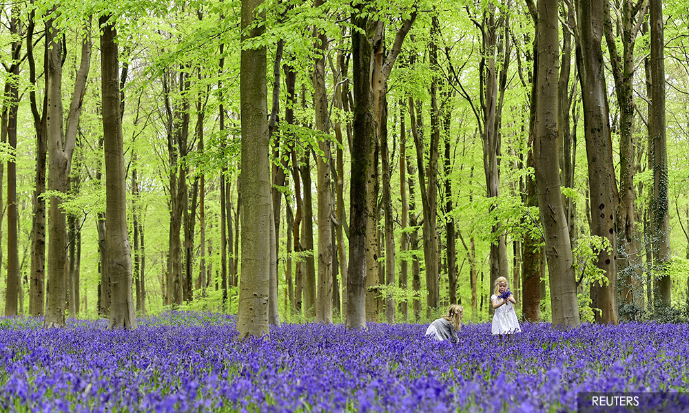 Britain to treble tree planting by 2024 to fight climate change