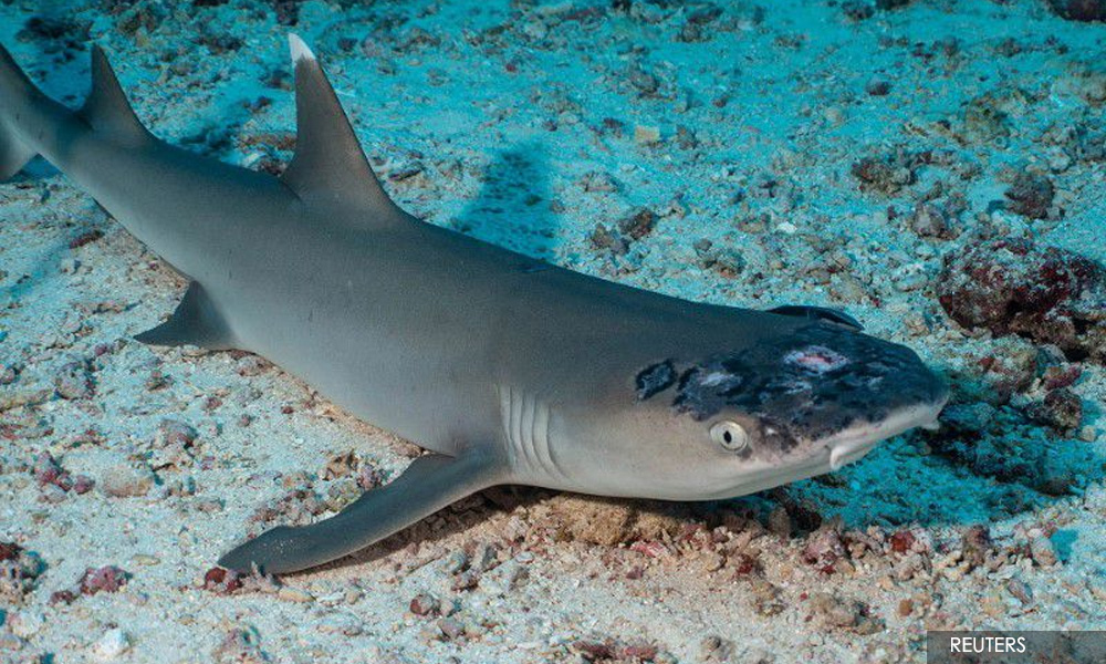 Malaysia's reef sharks stricken with mystery skin disease