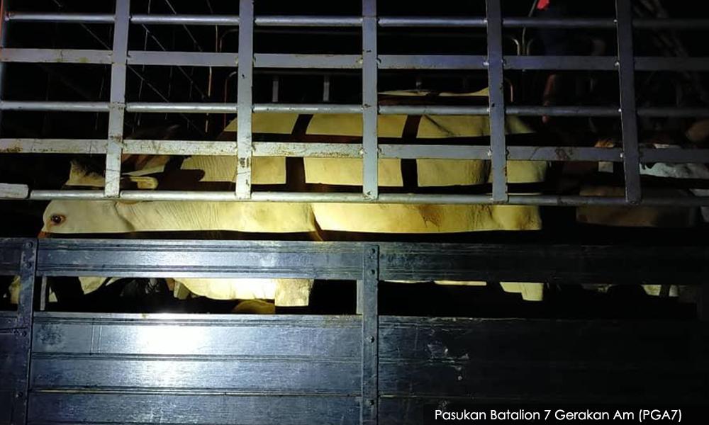Kantoi bawa 28 ekor lembu seludup