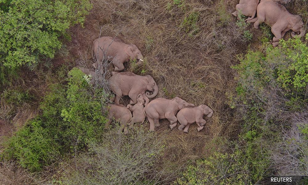 China's wild elephants on the move again after day of rest