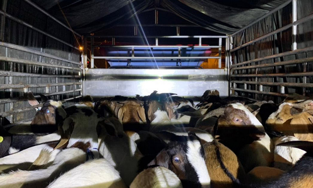 Lelaki ditahan bersama 50 ekor kambing seludup