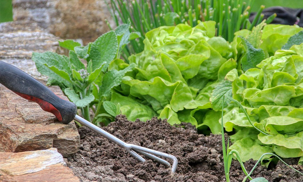 LETTER | Gardening can improve your mental state in facing Covid-19