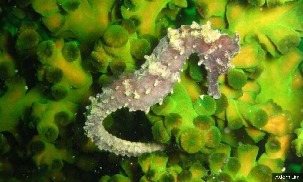 To save the seahorses, culture matters