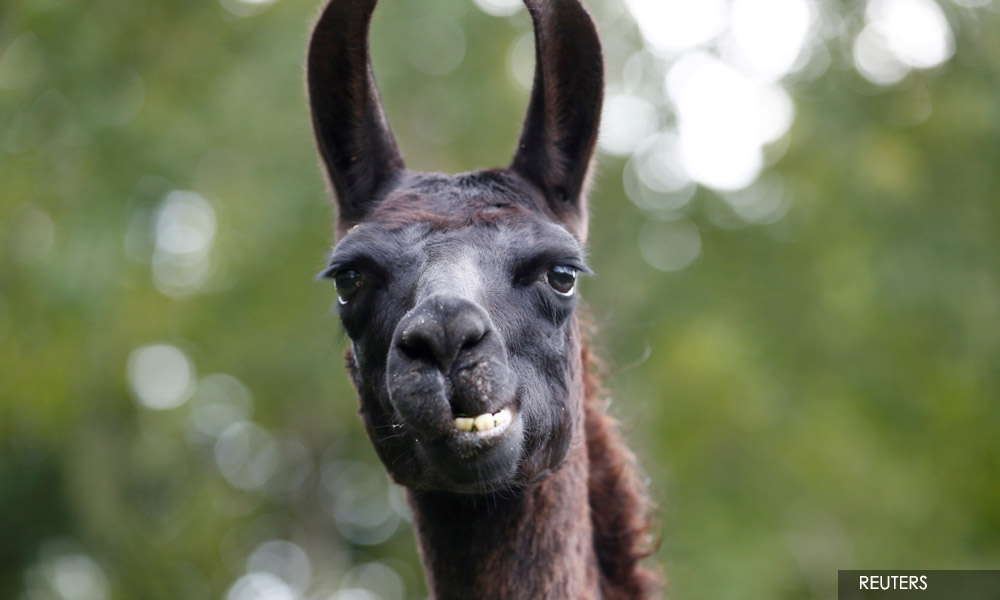 Llama antibodies blunt Covid in lab trial, says Belgian start-up