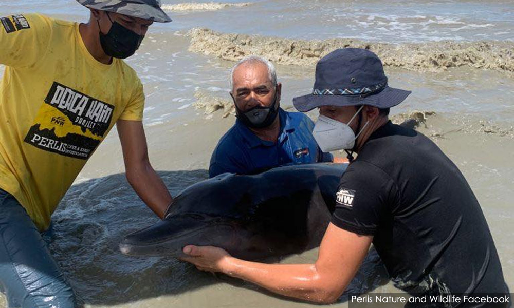 Seekor lagi ikan lumba-lumba terdampar di pantai Perlis
