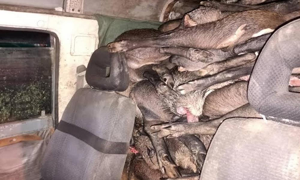 Lelaki ditahan disyaki cuba seludup 2 tan babi hutan ke negara jiran