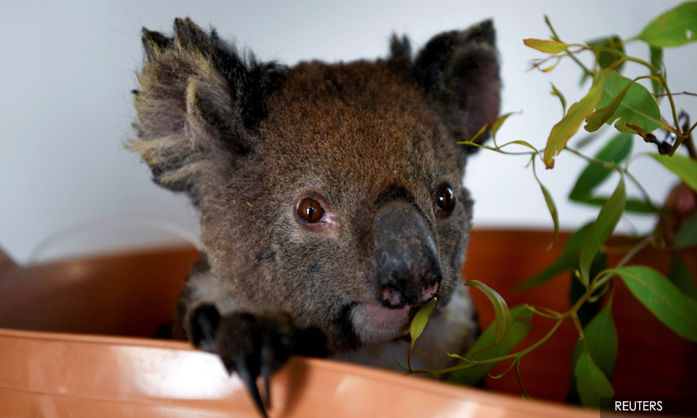 Australia has lost one-third of its koalas in past three years