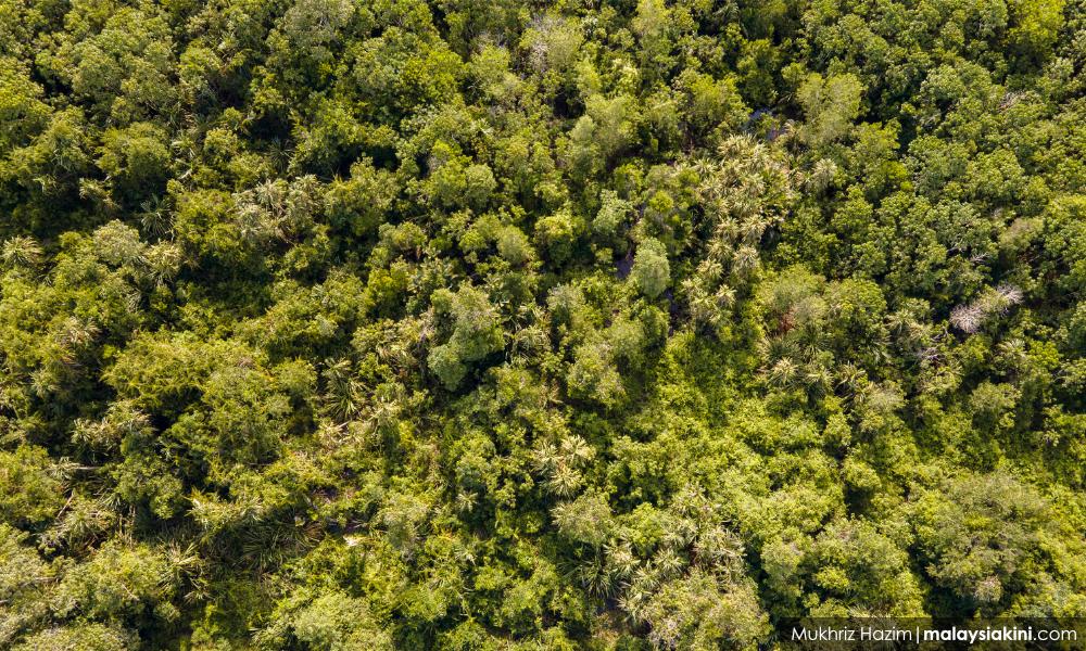 Raja Muda Selangor nafi terlibat pemaju terkini hutan Kuala Langat