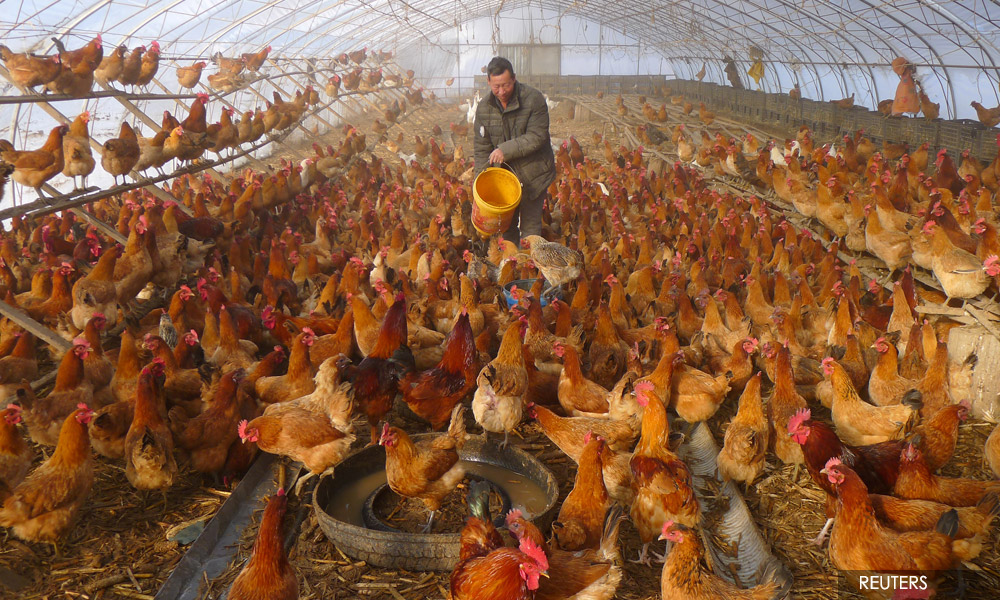 Rise in human bird flu cases in China raises concern