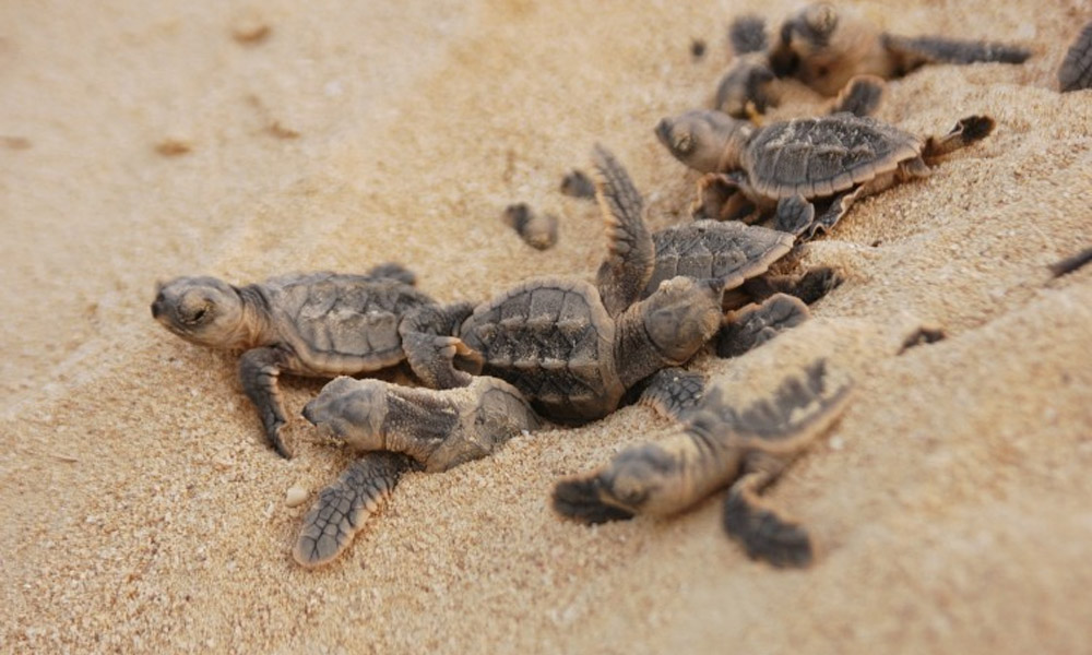Reclamation project to generate billions, but endangered turtles to pay steep price
