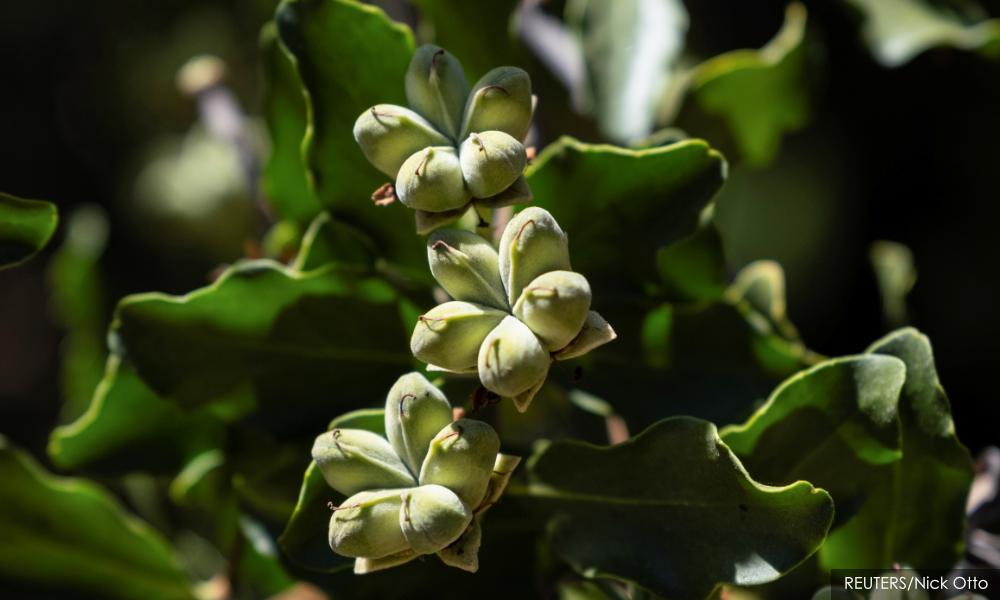 A Chilean tree holds hope for new vaccines - if supplies last
