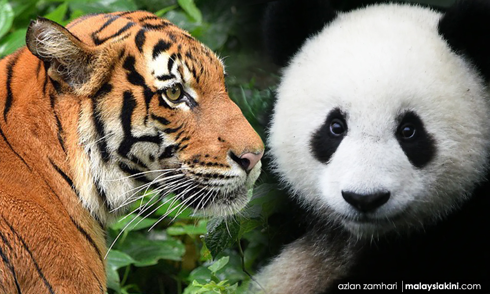 MPs question big funding for pandas but zero for Malayan tigers