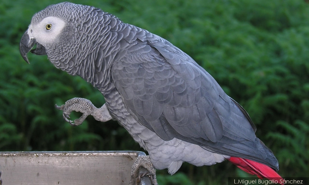 Buruh mengaku tidak bersalah curi burung kakak tua