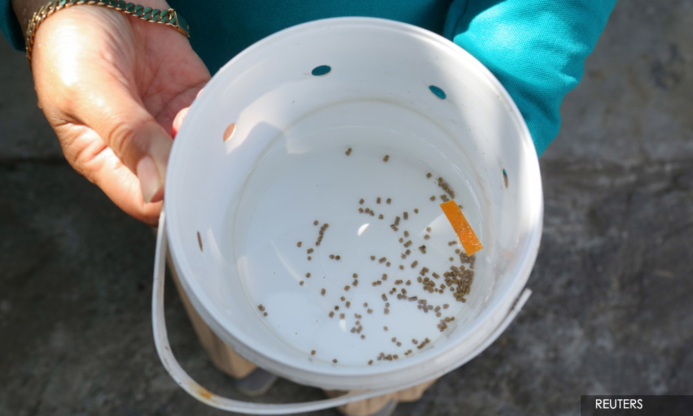 Indonesian researchers breed 'good' mosquitoes to combat dengue