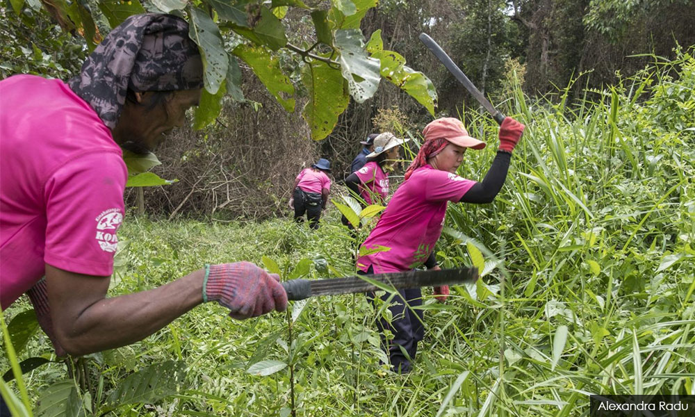Sabah community aims to regrow healthy forests amid pandemic
