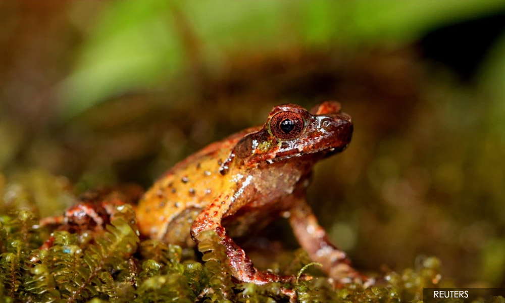 Mekong region sees 224 new species, despite 'intense threat' - report