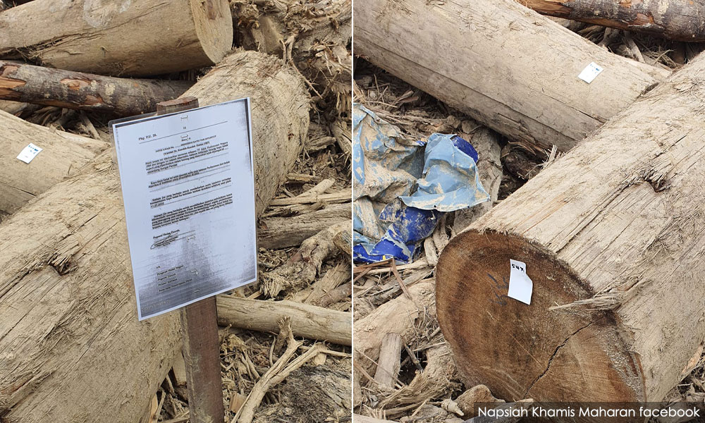 'Unclaimed timber' procedure applicable to mudflow debris, says director