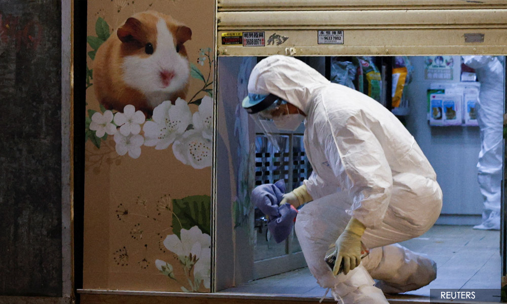 Thousands in Hong Kong volunteer to adopt hamsters amid Covid-19 fears