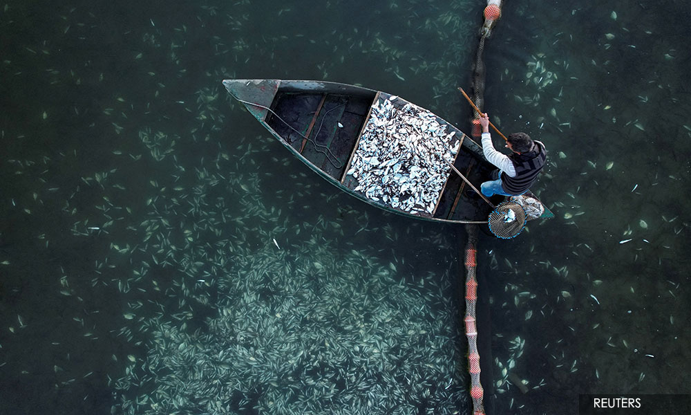 Thousands of fish die from thermal shock as cold sweeps Greece